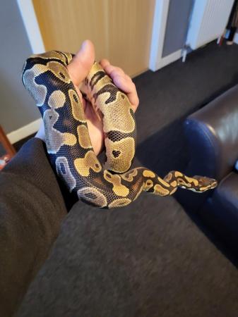 Image 1 of Ball python (4ft) 11 months old