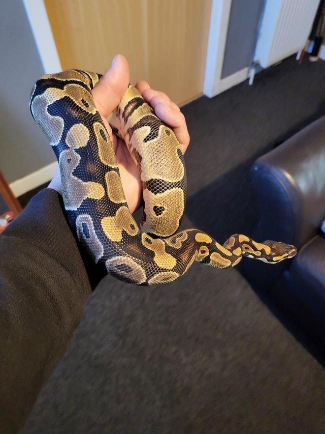 Preview of the first image of Ball python (4ft) 11 months old.