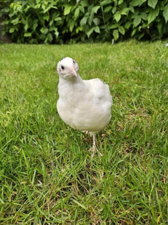 Image 1 of Quail male and femail available
