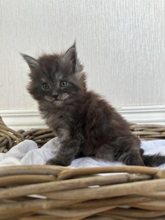 Image 1 of TICA Registered Maine coon kittens