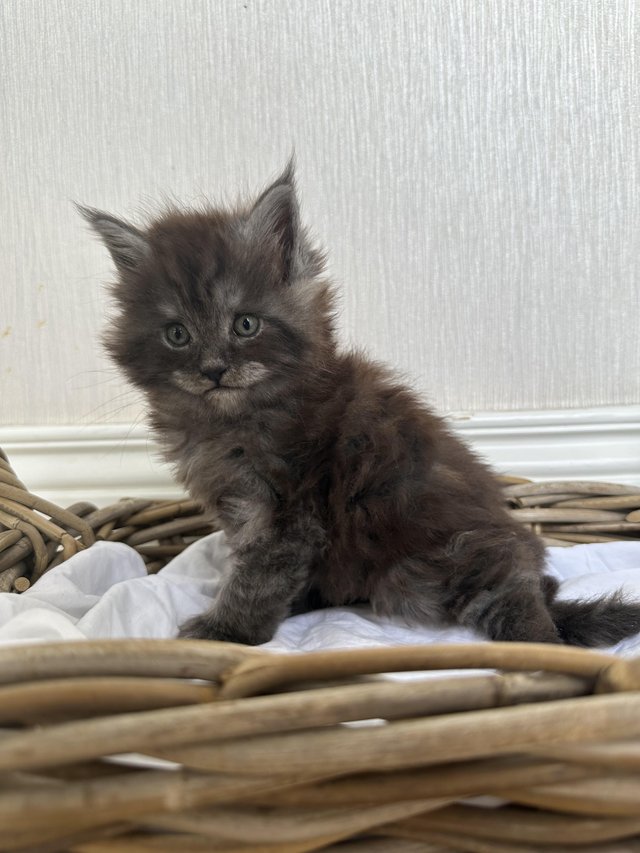 Preview of the first image of TICA Registered Maine coon kittens.