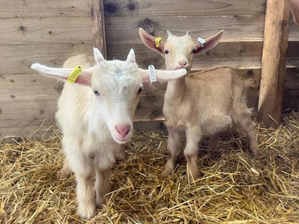 Image 2 of Very Friendly Goat Kids for Sale