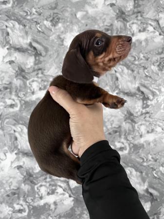 Image 18 of Stunning mini dachshunds