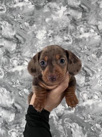 Image 2 of Stunning mini dachshunds