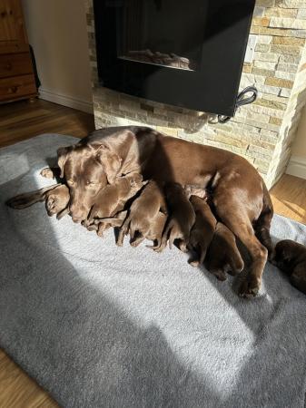Image 8 of *SOLD*KC Registered Chocolate Labrador Retriever puppies