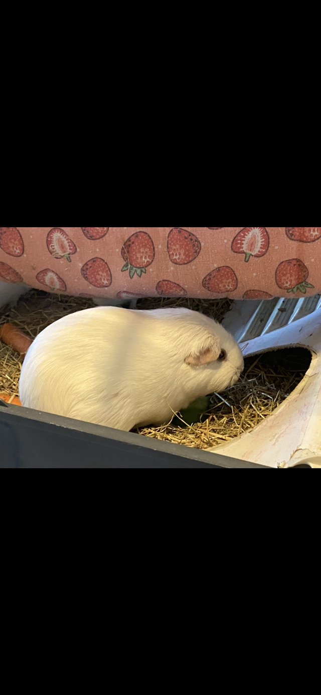 Father and son guinea pigs for sale