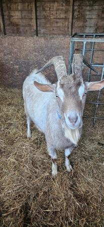 Image 2 of Toggenburg Male Goat available for sale.
