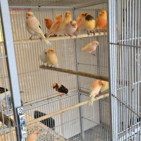 Image 11 of Beautiful healthy canaries and zebra finches for sale