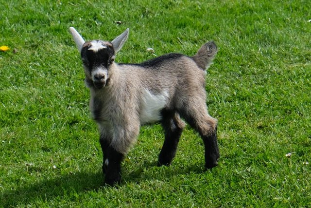 Image 1 of PYGMY GOAT WETHER KIDS FROM REGISTERED PARENTS