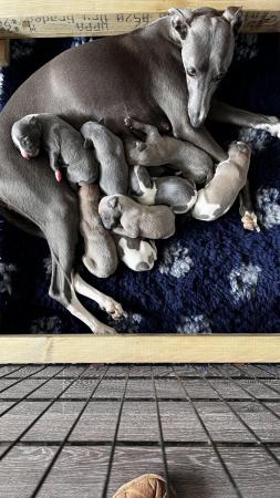 Image 5 of Stunning full pedigree KC registered blue whippet puppies