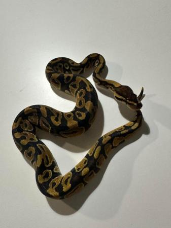 Image 8 of Royal Pythons Pied Clown Highway Ivory BEL Adults and CB23