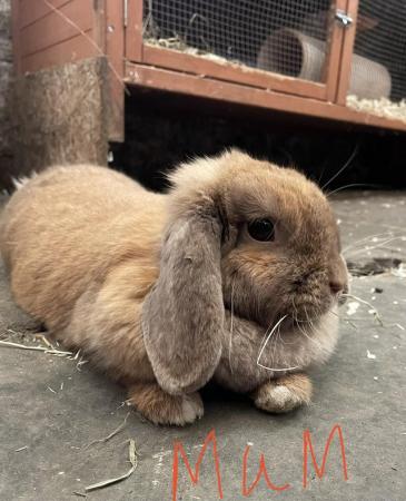 Image 4 of Baby buck Mini lion lop looking for his forever home
