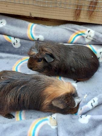 Image 11 of 6 wk old baby girl/sow Guinea Pigs
