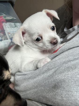Image 9 of Two stunning male baby chihuahuas