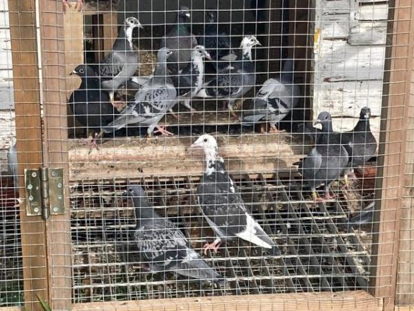 Image 1 of Racing Pigeons for sale no offers