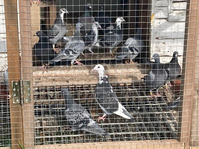 Preview of the first image of Racing Pigeons for sale no offers.