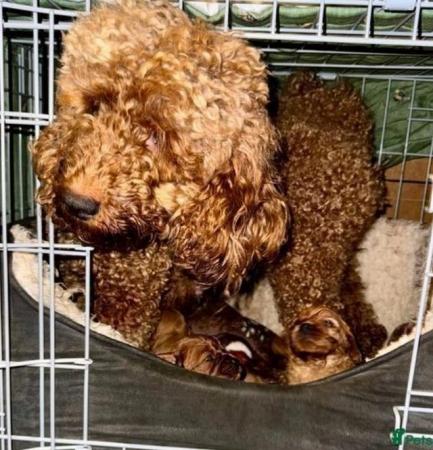 Image 7 of Perfect cavapoo puppies looking 4 new homes