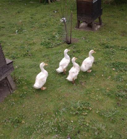 Image 1 of Aylesbury Ducks/ Duckilngs for sale