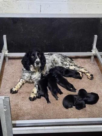 Image 1 of KC registered Cocker Spaniel puppies for sale
