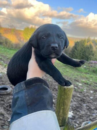 Image 2 of NOW ALL SOLD!!! Labrador cross border collie pups