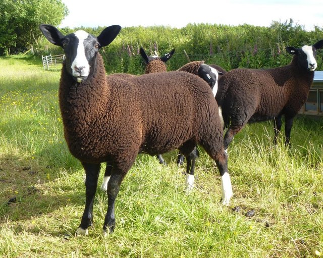Preview of the first image of ZWARTBLE S Tup / ram Lambs, MVacc Redgate Pedigree flock.