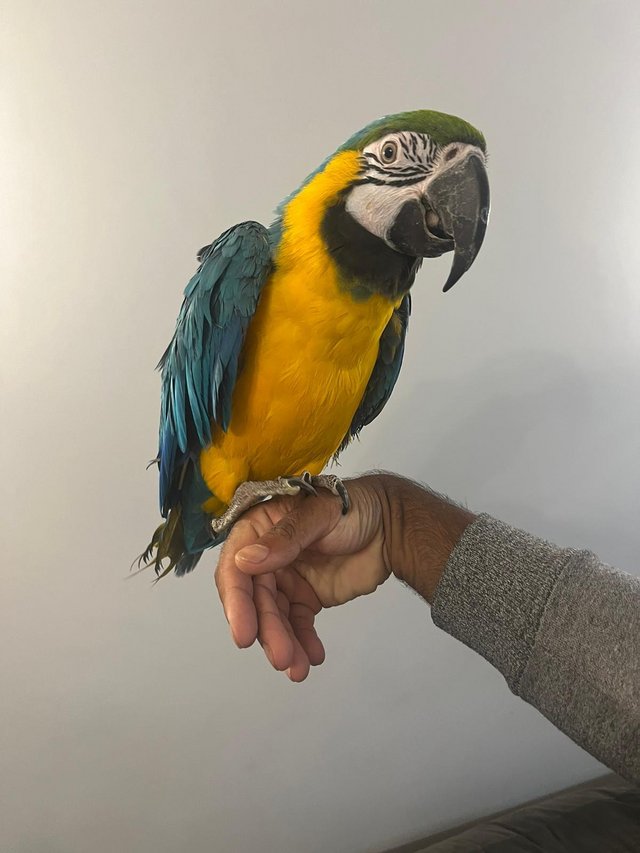 Preview of the first image of Handreared Super Tame Cuddly Friendly Talking Macaw Parrot.