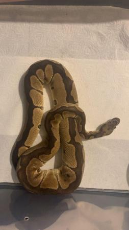 Image 4 of Ball pythons for sale in sittingbourne