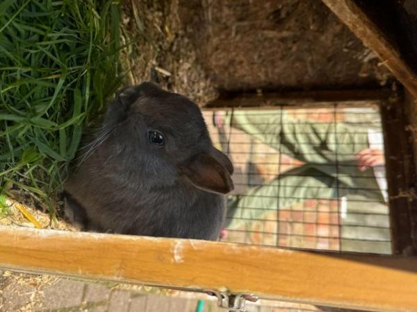 Image 2 of Friendly Male Grey Pure Netherland Dwarf Rabbit