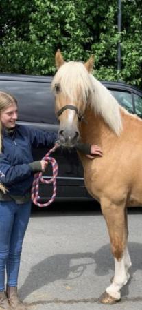 Image 1 of Magnificent palamino 14.3 / 15hh gelding