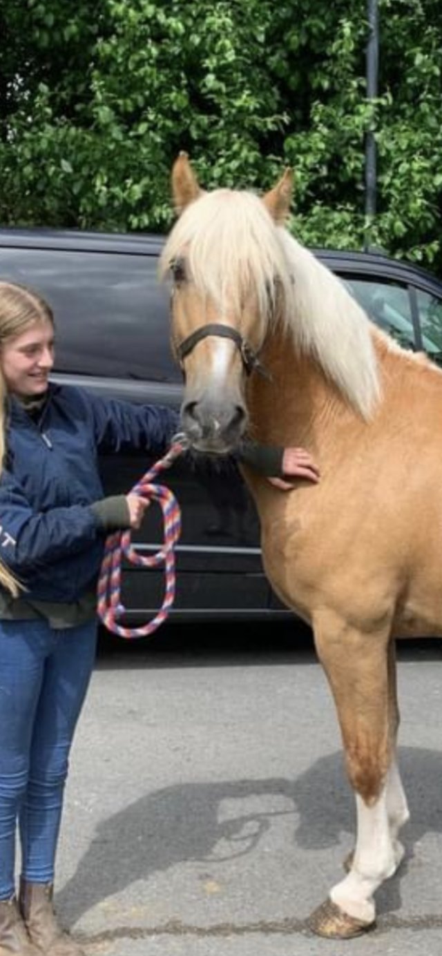 Preview of the first image of Magnificent palamino 14.3 / 15hh gelding.