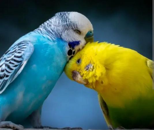 Image 5 of Budgies of different colours and ages