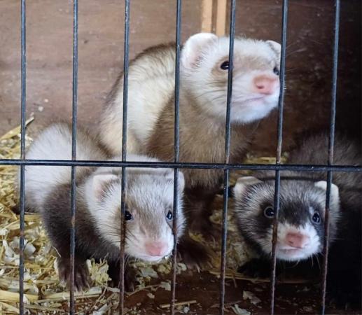 Image 19 of *Baby Ferrets For Sale,Ready now,Hobs and Jill's available*
