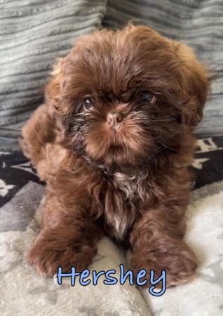 Image 4 of One Beautiful Boy Shih Tzu, Last One Remaining Out Of Six!