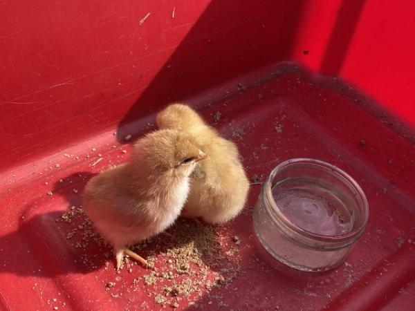 Image 1 of 1 day old chicks mixed maran chickens