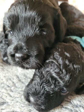 Image 9 of Only 2 left! Beautiful F1b Cockapoo puppies for sale