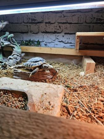Image 5 of 6 year old male Herman's tortoise