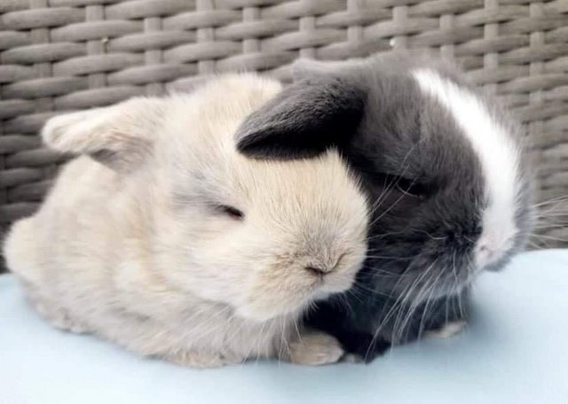 Preview of the first image of MINI LOP BUNNIES : PEDIGREE.