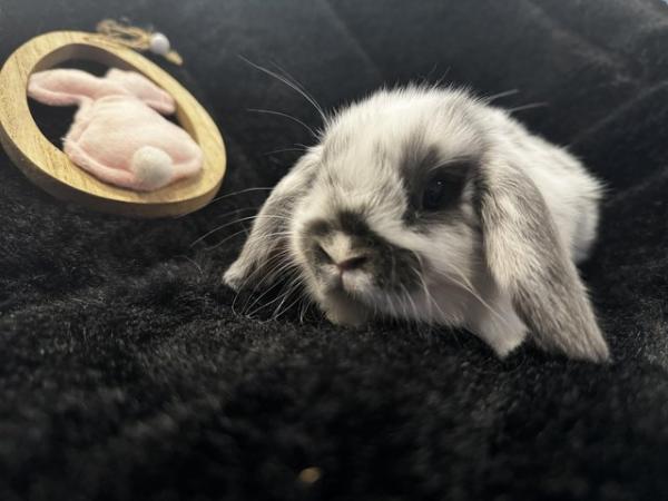 Image 7 of Mini Lop Baby Bunny Rabbits