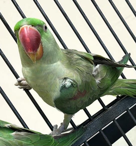 Preview of the first image of Alexandrine Parakeets pair.