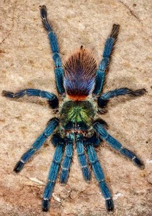 FOR SALE is small Tarantula collection of healthy specimens For Sale in ...