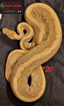 Image 6 of Royal pythons various morphs 2013-2021