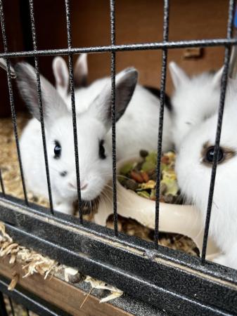 Image 4 of ACCIDENTAL rex x lionhead bunnies looking for loving homes