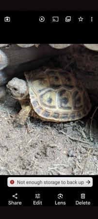 Image 4 of Baby horsfield tortoises