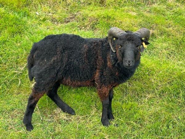 Image 3 of Ouessant Ram, 18 month old, lovely kind nature