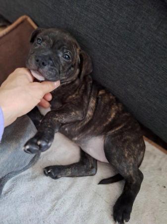 Image 18 of Gorgeous microchiped and vaccined pups staffie All SOLD