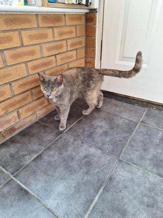 Image 2 of 2 year old domestic cat called Roo