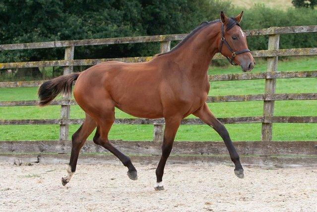 Image 1 of Top quality 2 year old filly By Sir Caprimond x Monte Carlo