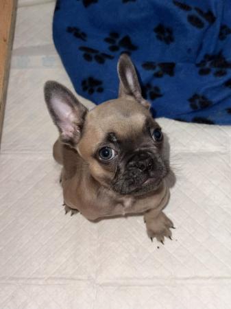 Image 4 of 10 week old French bulldog puppy