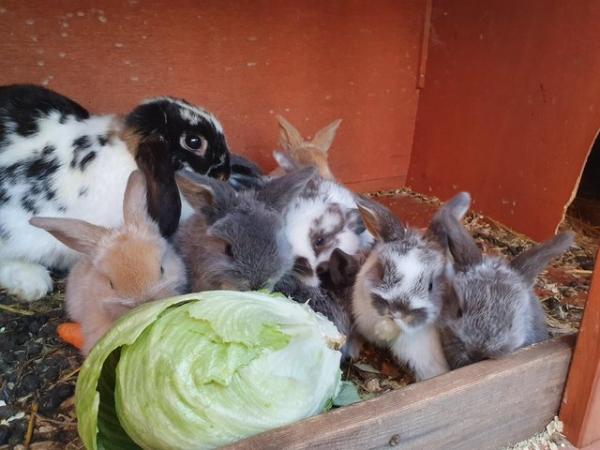 Image 4 of Baby mini lop rabbits for sale
