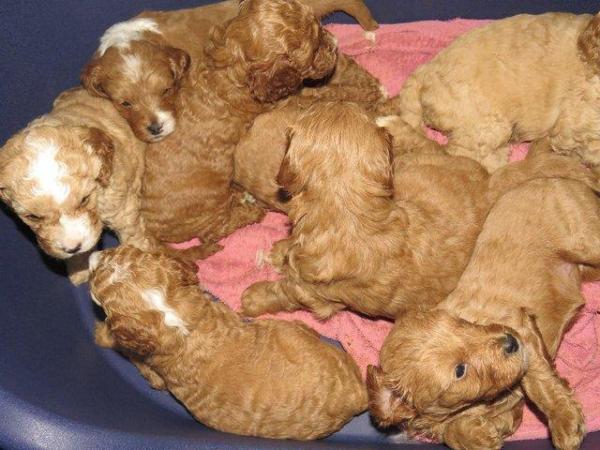 Image 43 of RED KC REG TOY POODLE FOR STUD ONLY! HEALTH TESTED